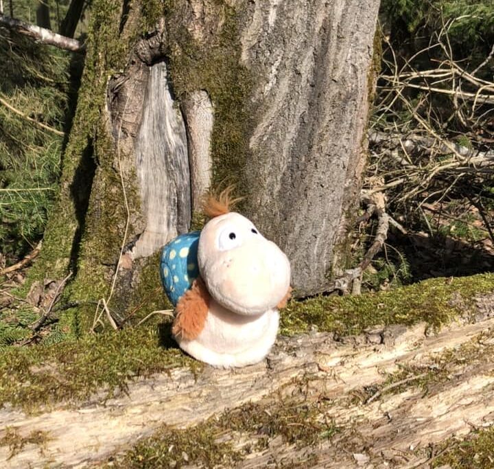 Finnea sitzt im Wald vor einem Baumstamm und schaut aufmerksam nach oben.