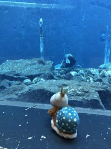 Finnea sitzt vor einer Aquariumscheibe und schaut auf ein Tier zwischen Felsen im Becken.