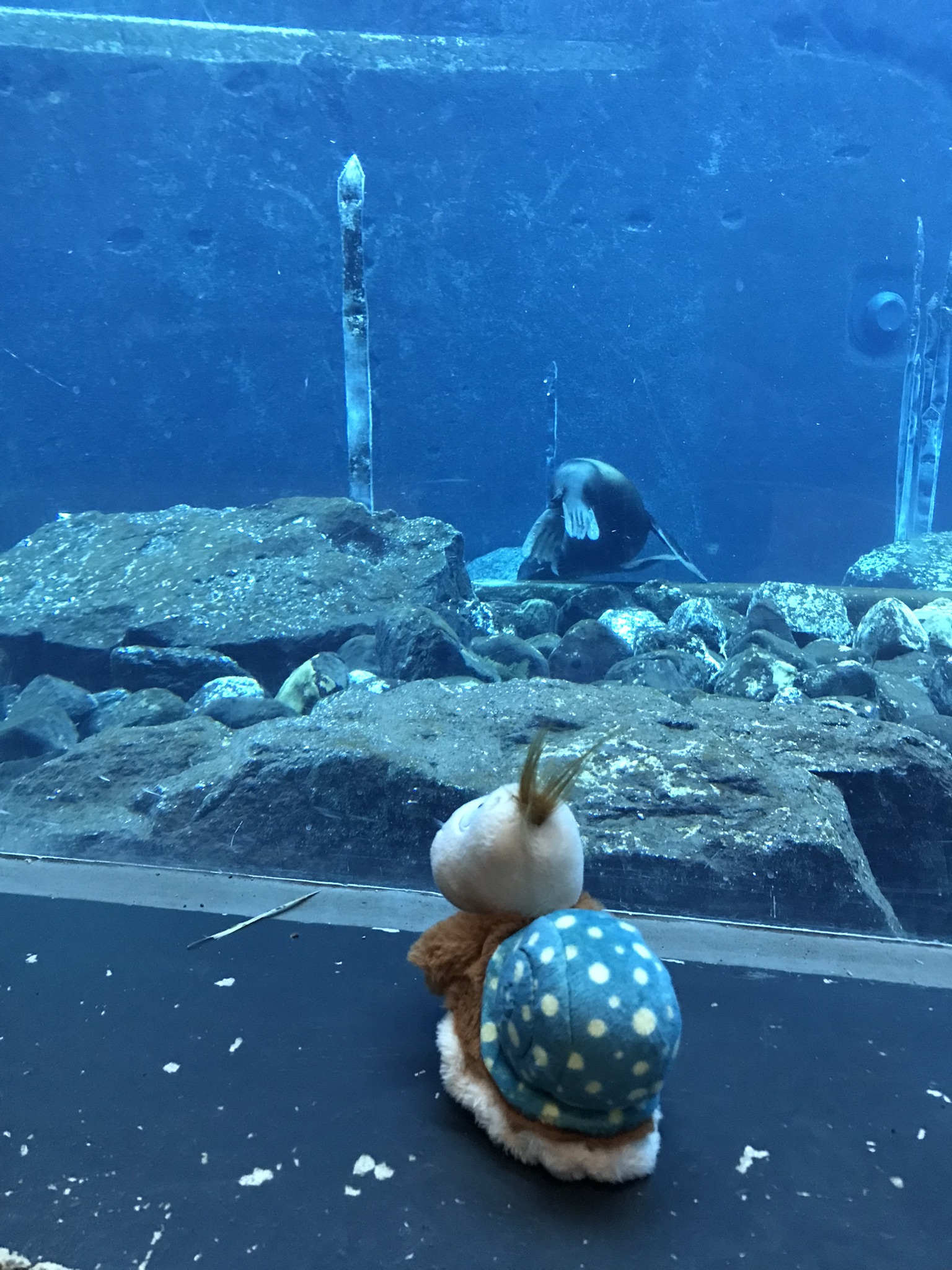 Finnea sitzt vor einer Aquariumscheibe und schaut auf ein Tier zwischen Felsen im Becken.