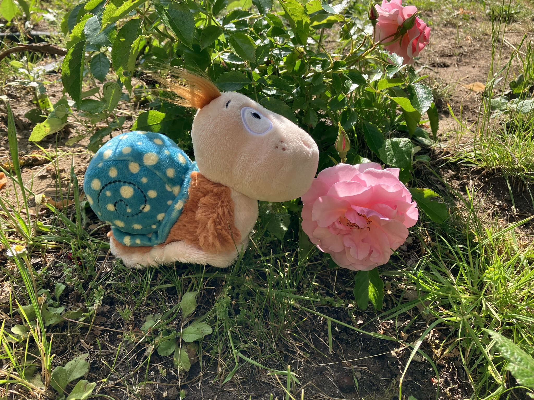 Finnea sitzt neben einer rosa Rose im Grünen und blickt nach oben.