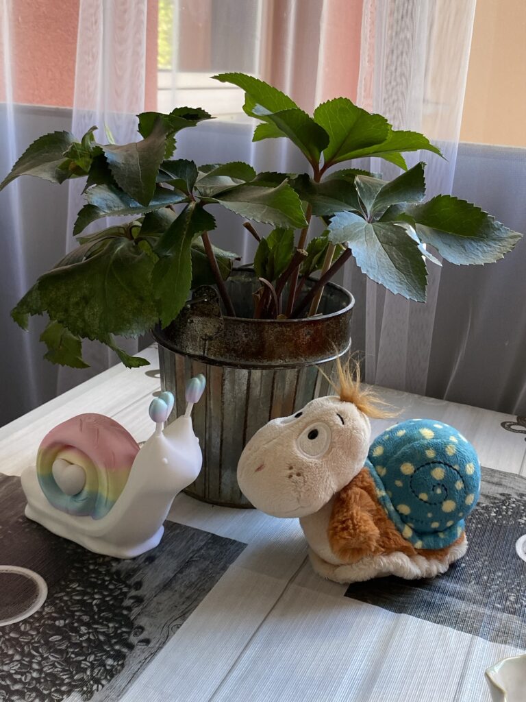 Frühlingsmoment mit Finnea & Hörschnecken Zwei liebevoll gestaltete Hörschnecken – eine bunt und eine als Kuscheltier – stehen auf einem Tisch vor einer grünen Zimmerpflanze am Fenster und wirken wie in einem ruhigen, frühlingshaften Moment miteinander im Austausch.