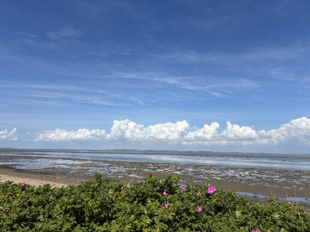Blick über das Watt unter blauem Himmel mit weißen Wolken und rosa blühenden Sträuchern im Vordergrund.